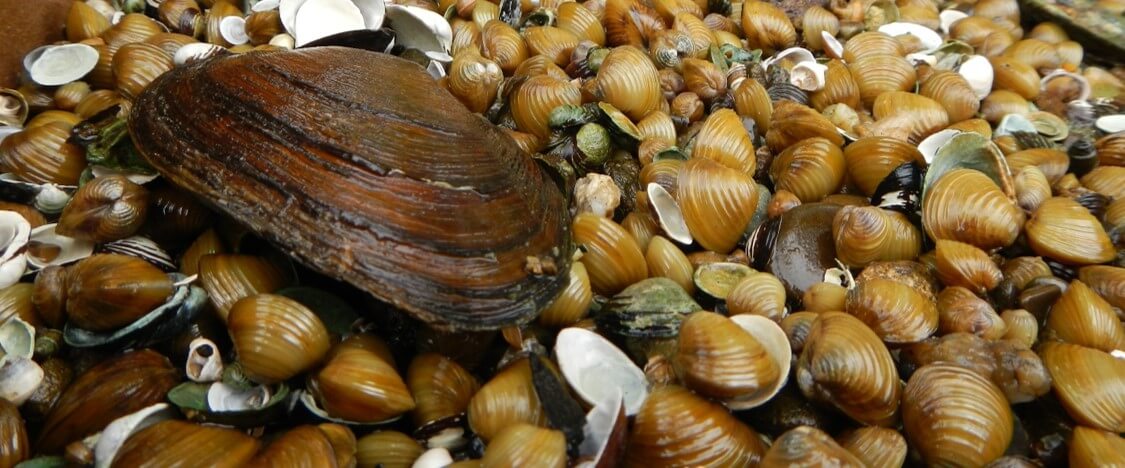 mussel